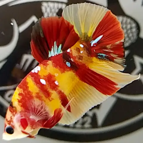 6. Cá betta Koi