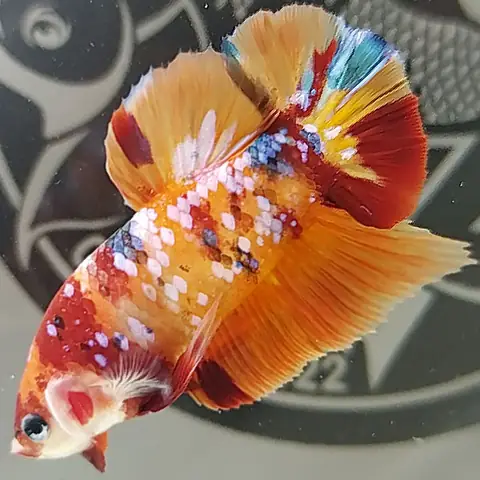 6. Cá betta Koi