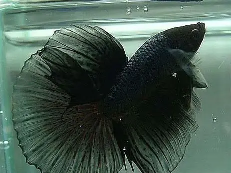 1. Cá betta Halfmoon