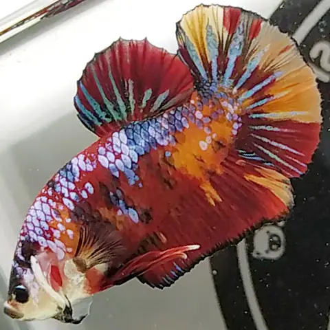 4. Cá betta Galaxy