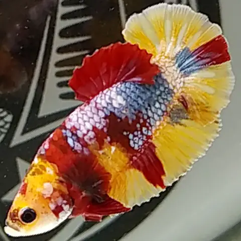 6. Cá betta Koi