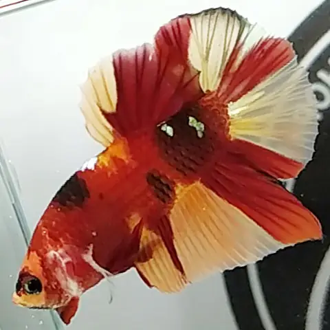 6. Cá betta Koi