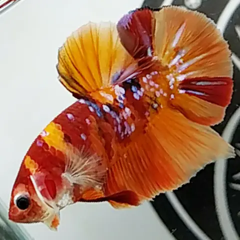 4. Cá betta Galaxy