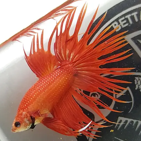 3. Cá betta Crowntail