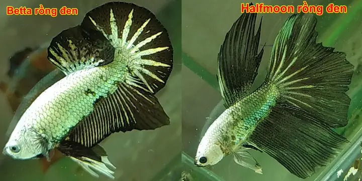 1. Cá betta Halfmoon