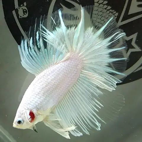 5. Cá betta White