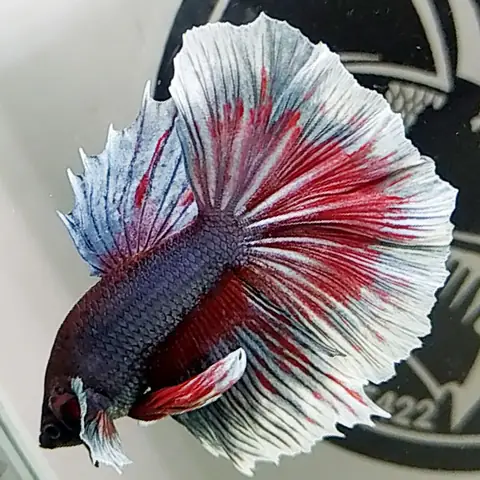 2. Cá betta Dumbo