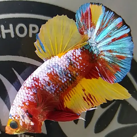 4. Cá betta Galaxy