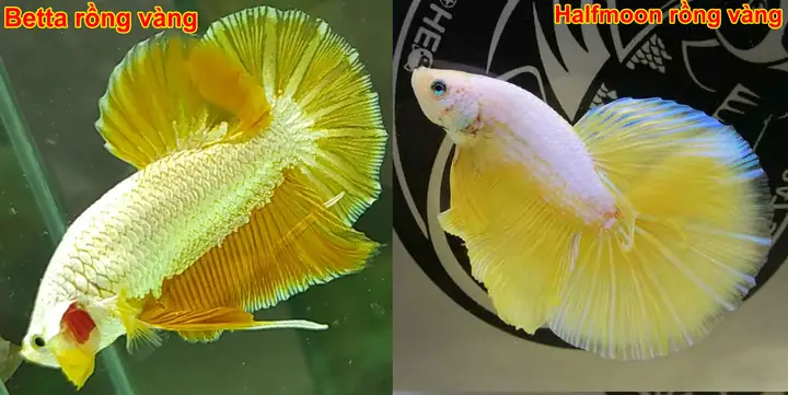 1. Cá betta Halfmoon
