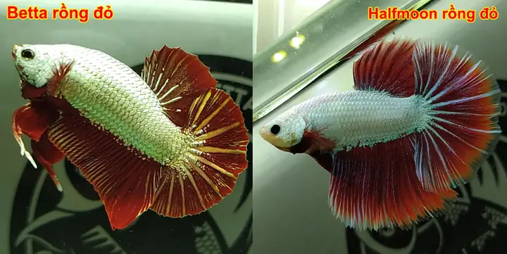 1. Cá betta Halfmoon