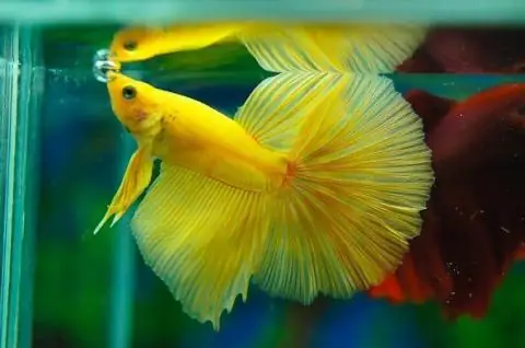 1. Cá betta Halfmoon