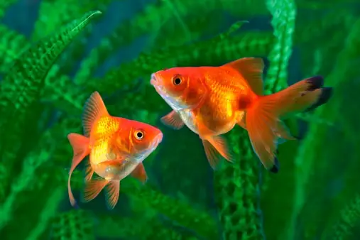 Vẻ Đẹp Tuyệt Mỹ: Thế Giới Qua Hình Ảnh Cá Bơi Dưới Nước