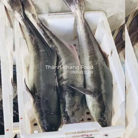 Cá Bớp: Đặc Điểm, Môi Trường Sống và Hình Ảnh Chi Tiết