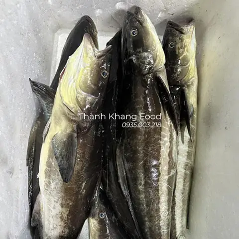 Cá Bớp: Đặc Điểm, Môi Trường Sống và Hình Ảnh Chi Tiết