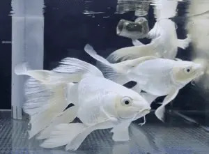 Hình ảnh cá cảnh sư tử trắng bơi lội duyên dáng trong bể