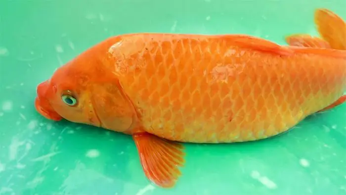 Những hình ảnh tuyệt đẹp về cá chép - biểu tượng của sự may mắn và thịnh vượng.