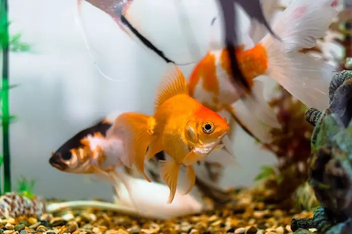 Những hình ảnh tuyệt đẹp về cá chép - biểu tượng của sự may mắn và thịnh vượng.