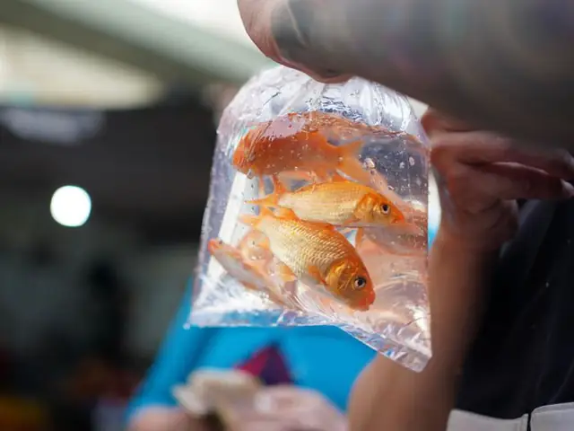 Những hình ảnh tuyệt đẹp về cá chép - biểu tượng của sự may mắn và thịnh vượng.