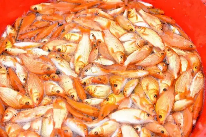 Cá Chép Vàng Trong Văn Hóa: Biểu Tượng Của Điều Gì?