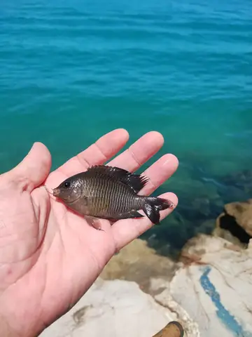 Cá Cu: Đặc điểm nhận biết, môi trường sống và những hình ảnh chi tiết