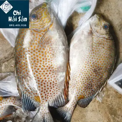Hình ảnh cá dìa: Đặc điểm nhận biết và giá trị thực phẩm