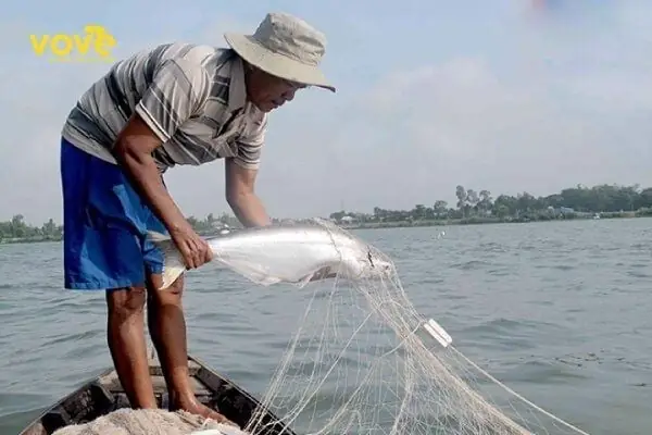 Hình Ảnh Cá Dứa: Đặc Điểm Nhận Dạng và Môi Trường Sống