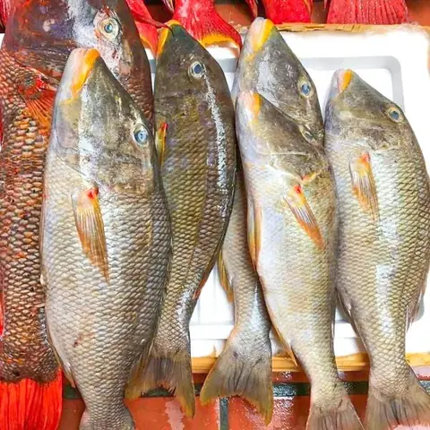 Hình ảnh cá gáy biển: Đặc điểm, môi trường sống và nhận biết