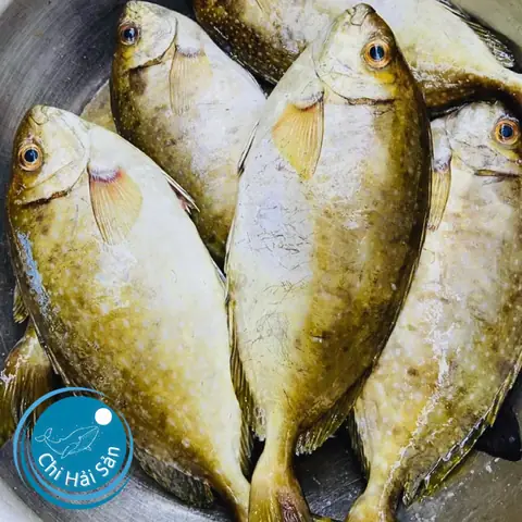 Khám Phá Hình Ảnh Cá Giò: Đặc Điểm Và Môi Trường Sống