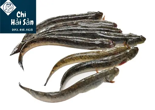 Khám phá chi tiết hình ảnh cá kèo và đặc điểm nhận dạng