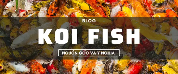 Tổng Hợp Hình Ảnh Cá Koi Nhật Đẹp Nhất & Ý Nghĩa Từng Giống