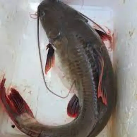 Hình ảnh cá lăng đuôi đỏ,Cá lăng đuôi đỏ