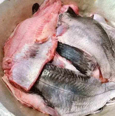Khám phá Hình Ảnh Cá Lăng Đuôi Đỏ và Đặc Điểm