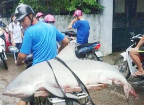 hình ảnh cá mập