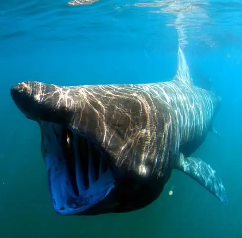 Hình ảnh cá mập megalodon