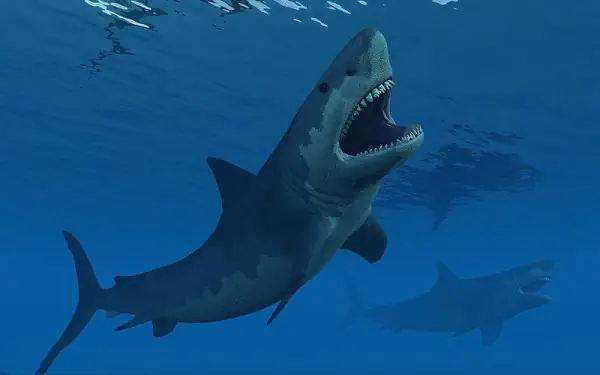 Hình ảnh cá mập megalodon