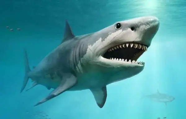 Hình ảnh cá mập megalodon