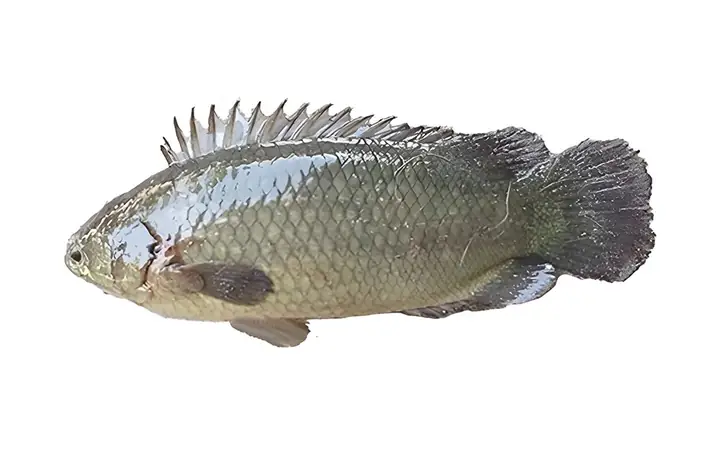 Khám phá hình ảnh cá rô đồng: Thông tin và cảnh báo cần biết Khám phá hình ảnh cá rô đồng: Thông tin và cảnh báo cần biết
