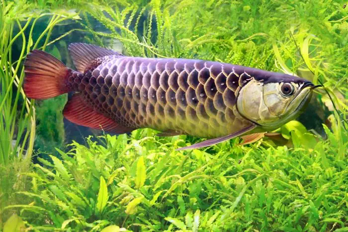 Hình Ảnh Cá Rồng: Khám Phá Nét Đẹp Độc Đáo Của Từng Loài
