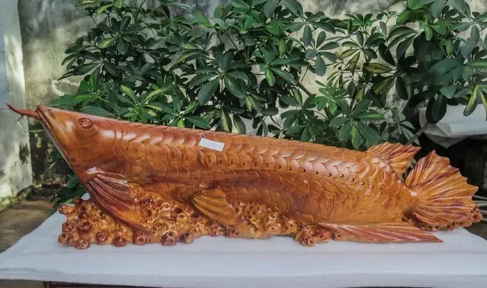 Hình Ảnh Cá Rồng: Khám Phá Nét Đẹp Độc Đáo Của Từng Loài
