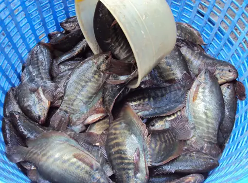 Khám Phá Vẻ Đẹp Cá Sặc Rằn Qua Hình Ảnh Chi Tiết Nhất