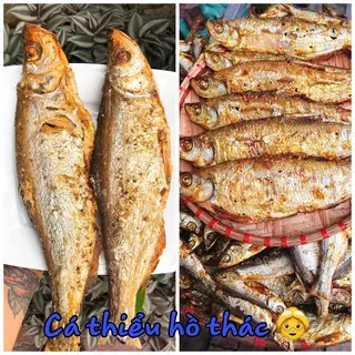 Hình ảnh cá sộp: Nhận diện, đặc điểm và vẻ đẹp tự nhiên