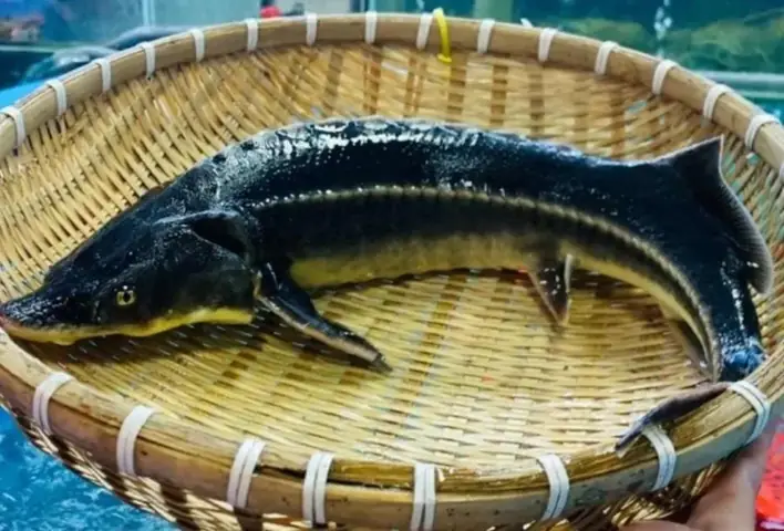 Đặc điểm cá tầm