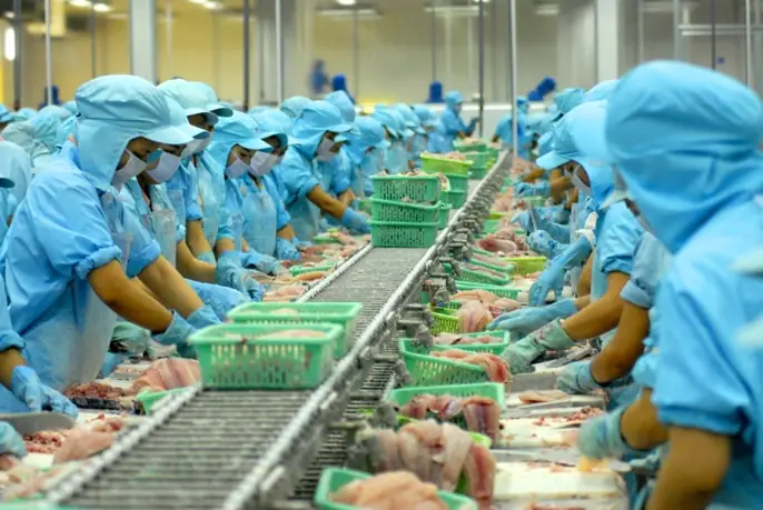 Những hình ảnh đẹp về cá tra từ ao nuôi đến nhà máy - Ảnh 10. Những hình ảnh đẹp về cá tra từ ao nuôi đến nhà máy - Ảnh 10.