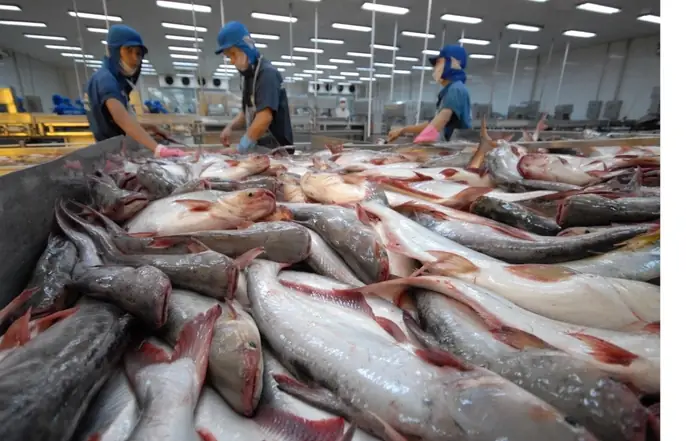 Những hình ảnh đẹp về cá tra từ ao nuôi đến nhà máy - Ảnh 9. Những hình ảnh đẹp về cá tra từ ao nuôi đến nhà máy - Ảnh 9.