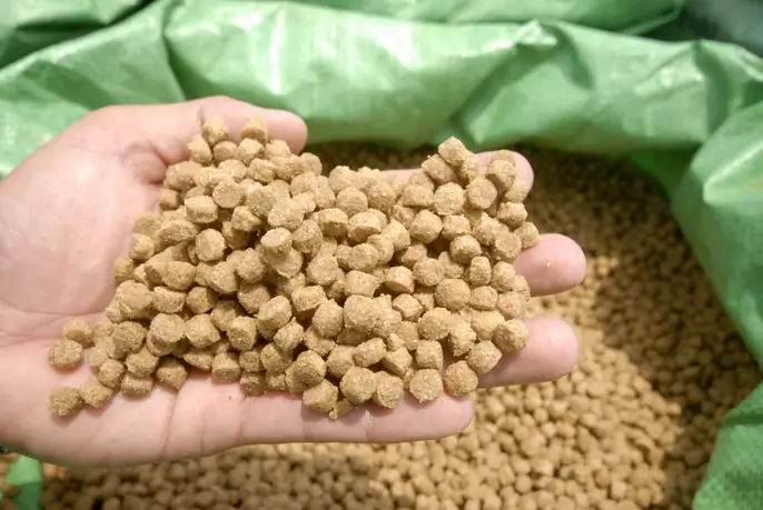 Những hình ảnh đẹp về cá tra từ ao nuôi đến nhà máy - Ảnh 4. Những hình ảnh đẹp về cá tra từ ao nuôi đến nhà máy - Ảnh 4.