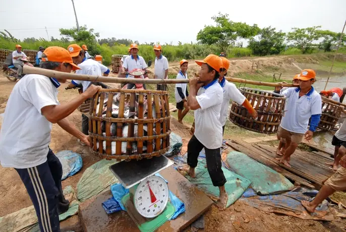 Những hình ảnh đẹp về cá tra từ ao nuôi đến nhà máy - Ảnh 8. Những hình ảnh đẹp về cá tra từ ao nuôi đến nhà máy - Ảnh 8.