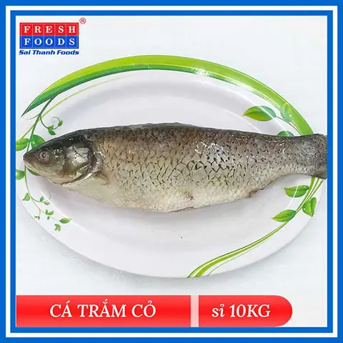 Cá Trắm Cỏ