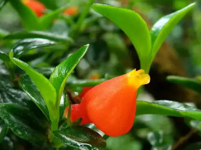 hình ảnh cá vàng hình ảnh cá vàng