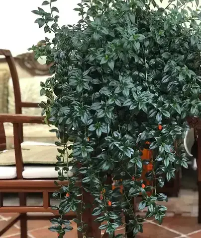 hình ảnh cá vàng hình ảnh cá vàng