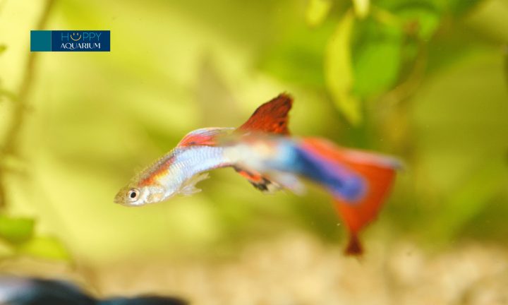 Hình ảnh các loại muối chuyên dụng cho bể cá cảnh giúp điều trị bệnh nấm
